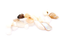 Glasmedaillon Einleger Muschelstücke 20g