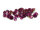 Strasssteine in fuchsia 4mm 30 Stück