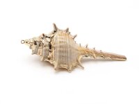 Spiralschnecke als Anhänger mit Aufhängung in...