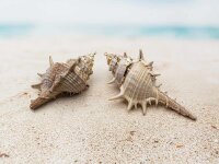 Spiralschnecke als Anhänger mit Aufhängung in...