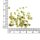 natürliche Peridot Nuggets Perlen 3-5 mm 5 Gramm