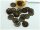 50 Perlkappen in antik Bronze, 8 mm
